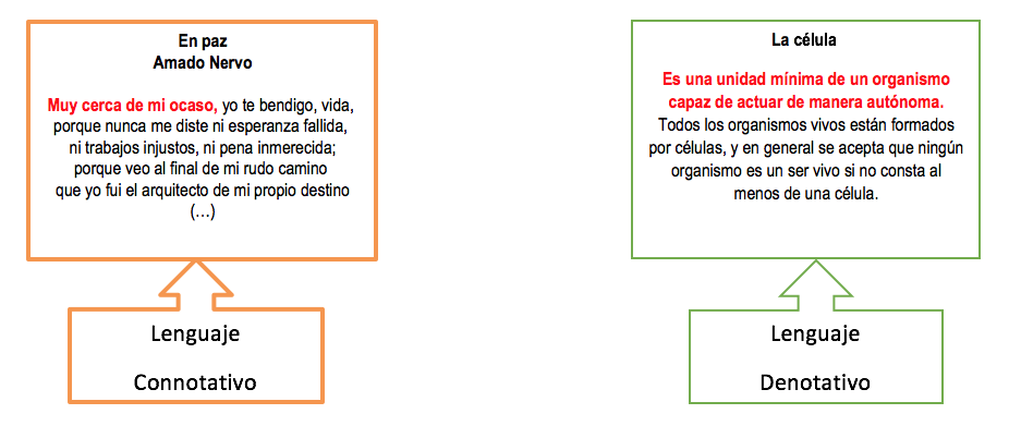 FUNCIÓN LINGÜISTICA Y SU ORGANIZACIÓN TEXTUAL